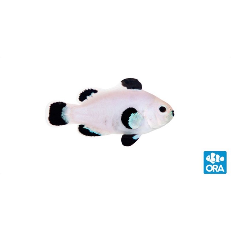 Captive Bred Super Storm Ocellaris Clown