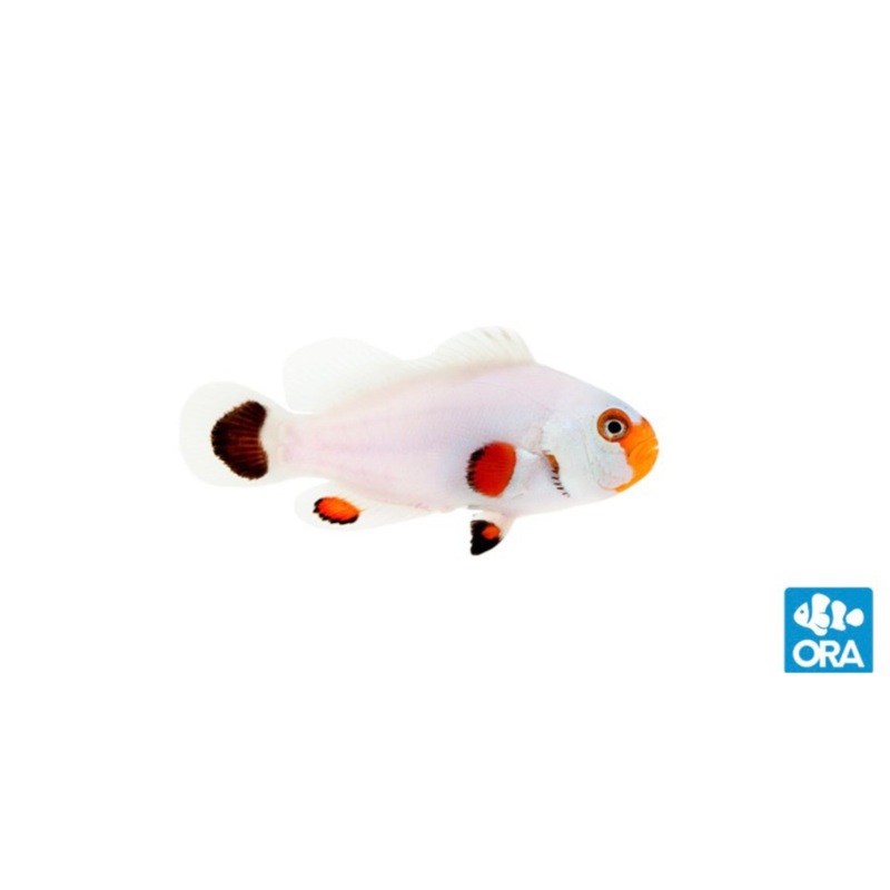 Captive Bred Wyoming Ocellaris Clown