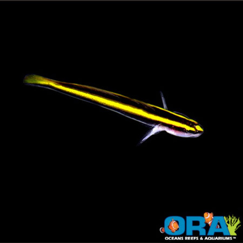 Captive Bred Yellowline Goby