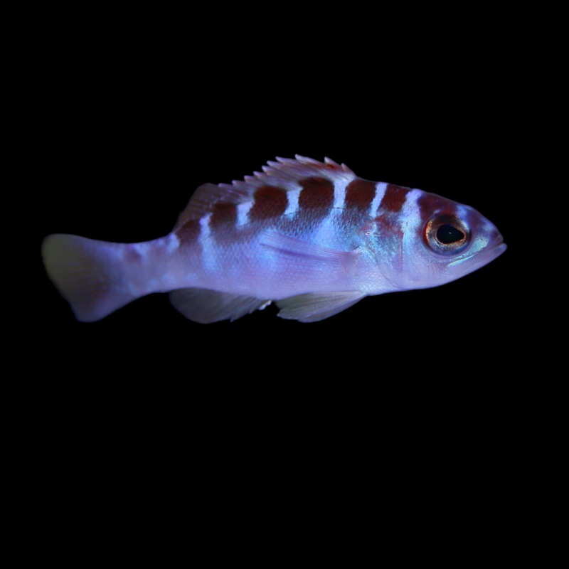 Chalk Bass
