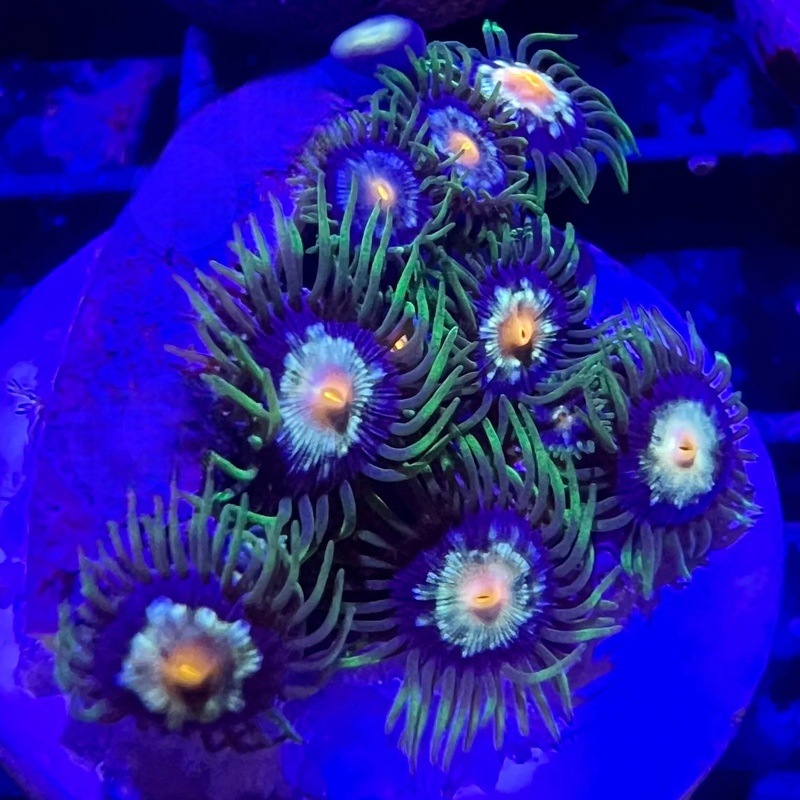 Desert Star Zoanthid