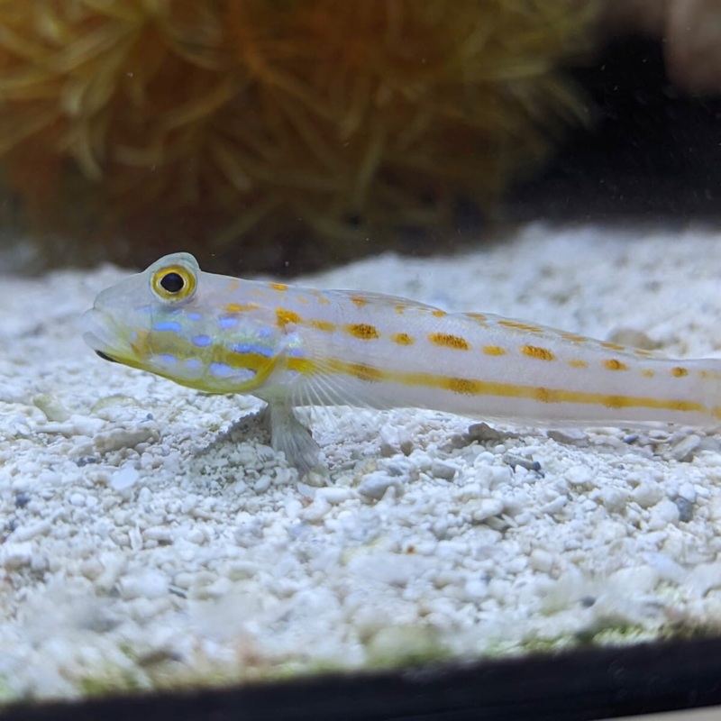 Diamond Sifter Goby
