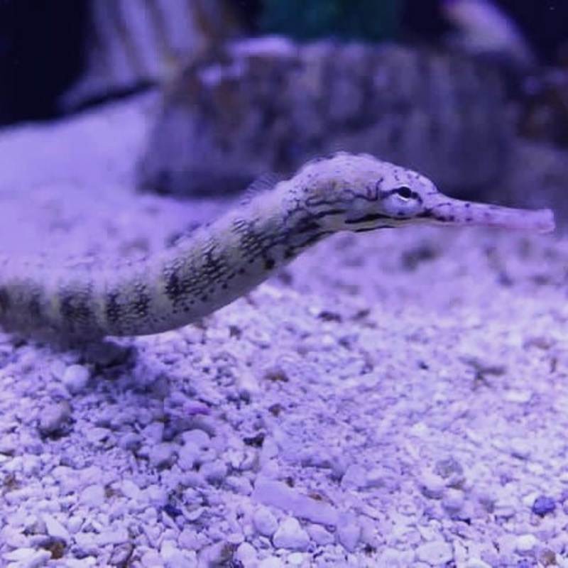 Dragonface Pipefish