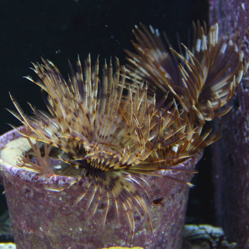 Feather Duster