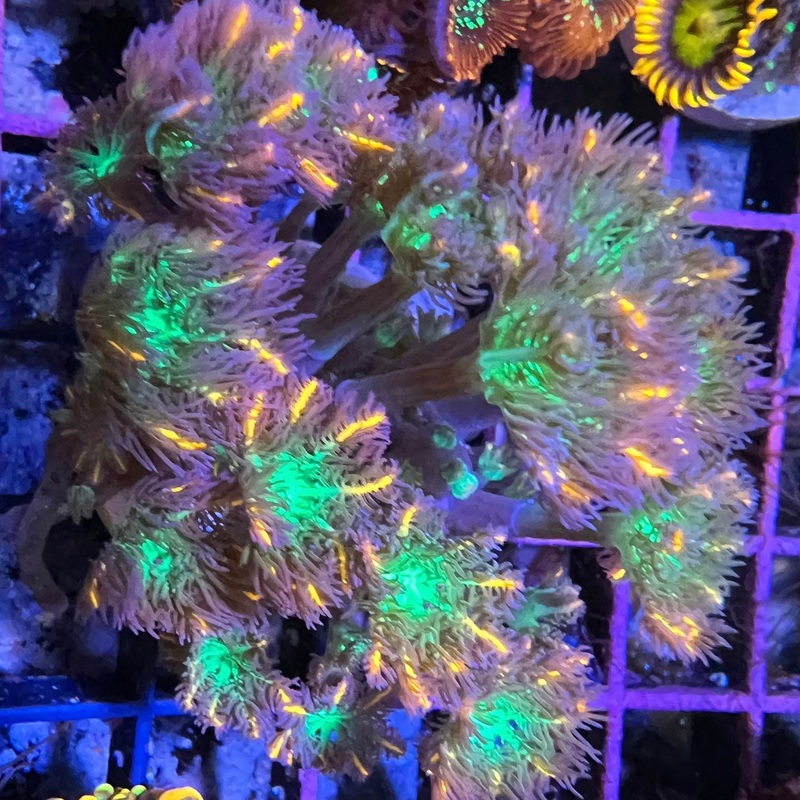 Fireworks Clove