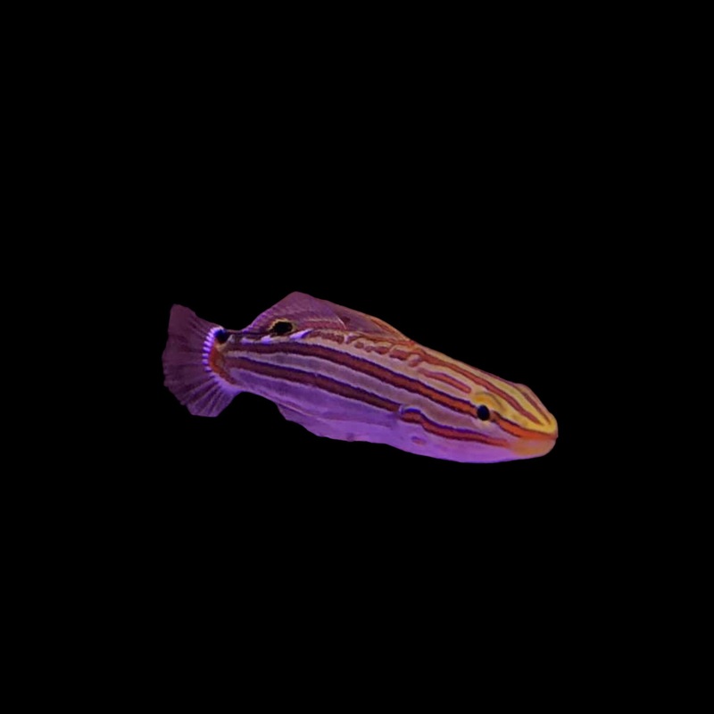 Hector's Goby