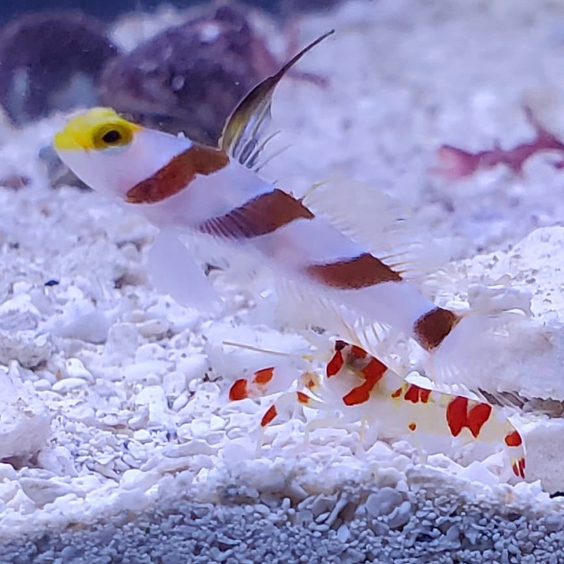 Hi Fin Banded Goby / Yellow Rose Goby