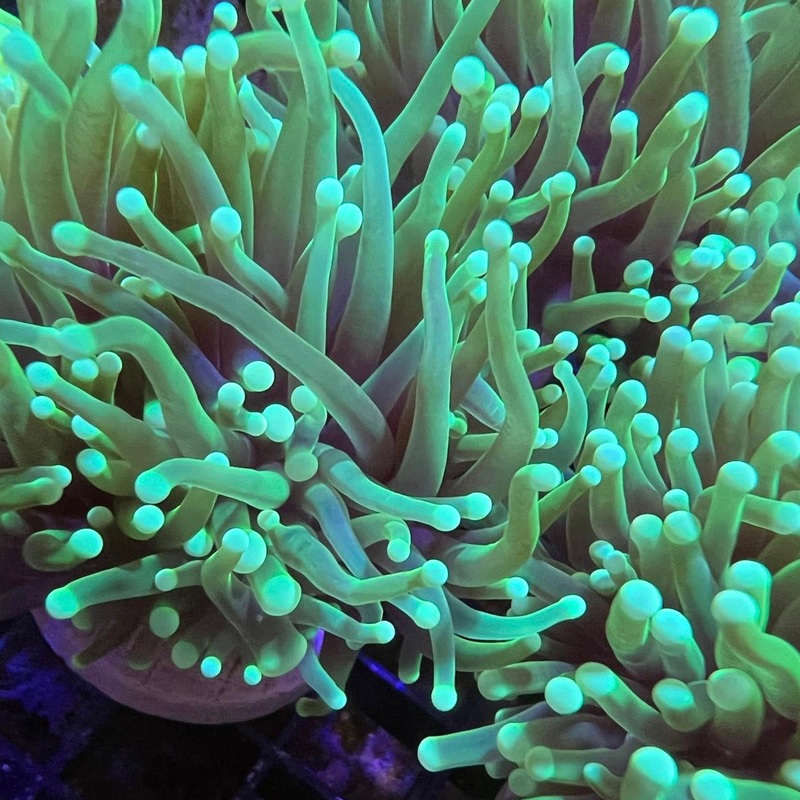 Indo Bright Green Torch