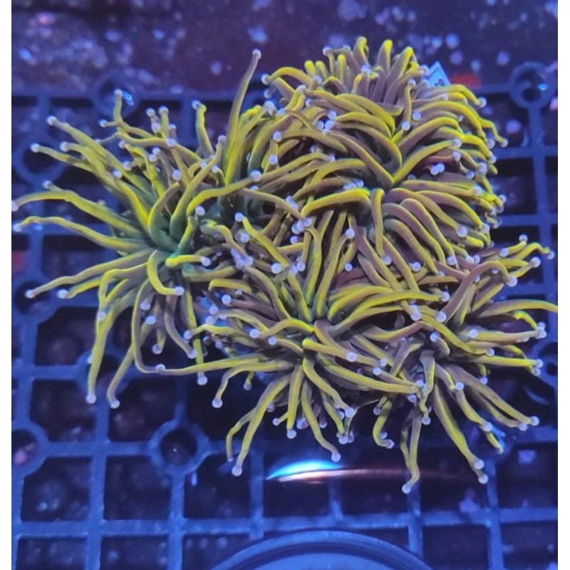 Indo Gold Torch