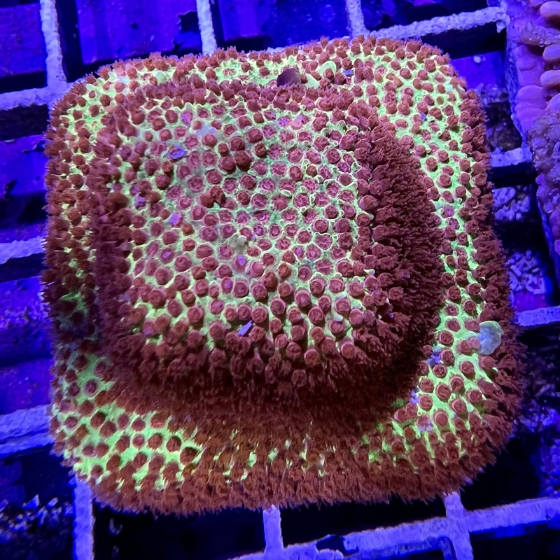 Jason Fox Burning Banana Stylocoeniella | Farmed by ACI