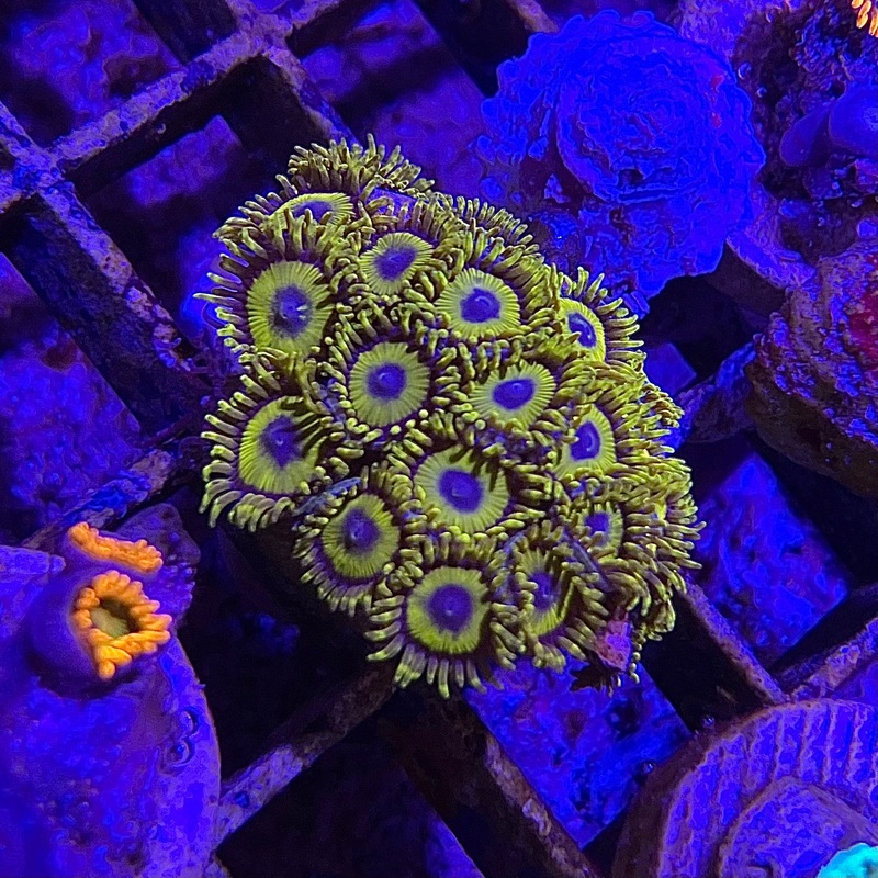 LA Lakers Zoanthid