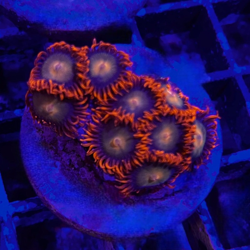 Mandarin Orange Zoanthid