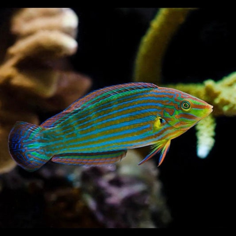 Melanurus Wrasse