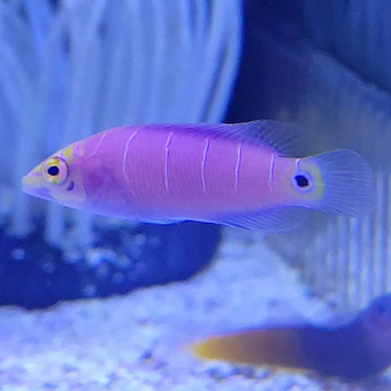 Mystery Wrasse - Small