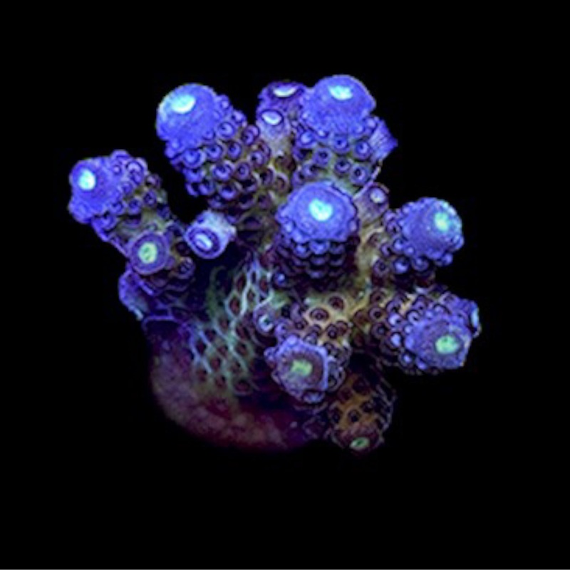 ORA Juicy Grape Acropora