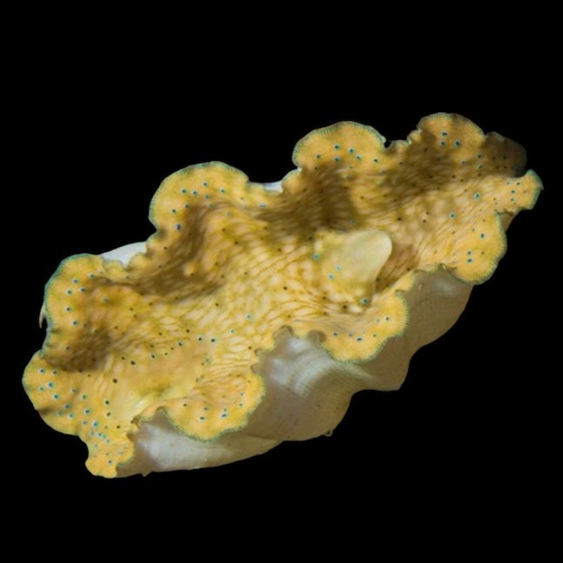 ORA Tridacna Gigas Clam