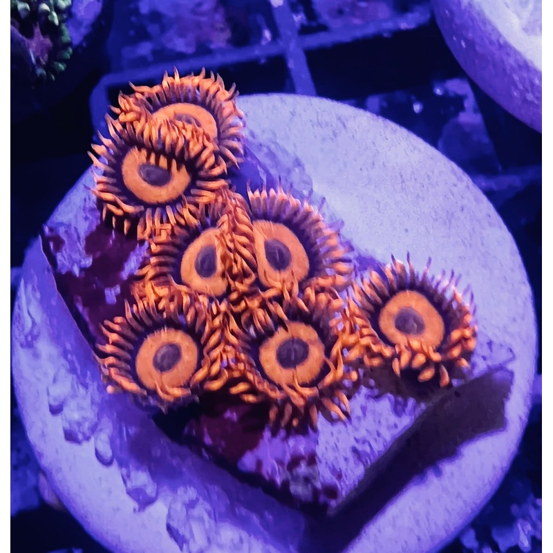 Orange Oxides Zoanthid