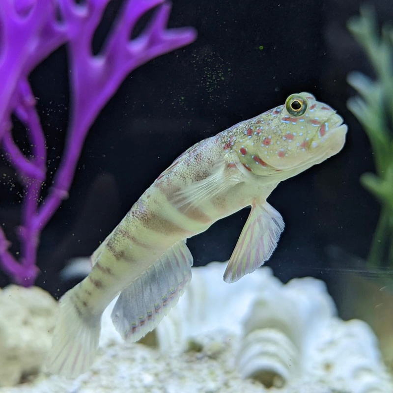 Pink Spotted Watchman Goby