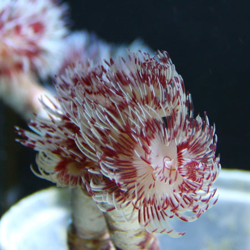 Red & White Coco Worm