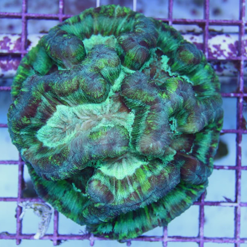 Round Green Trachy/Wellsophyllia Open Brain
