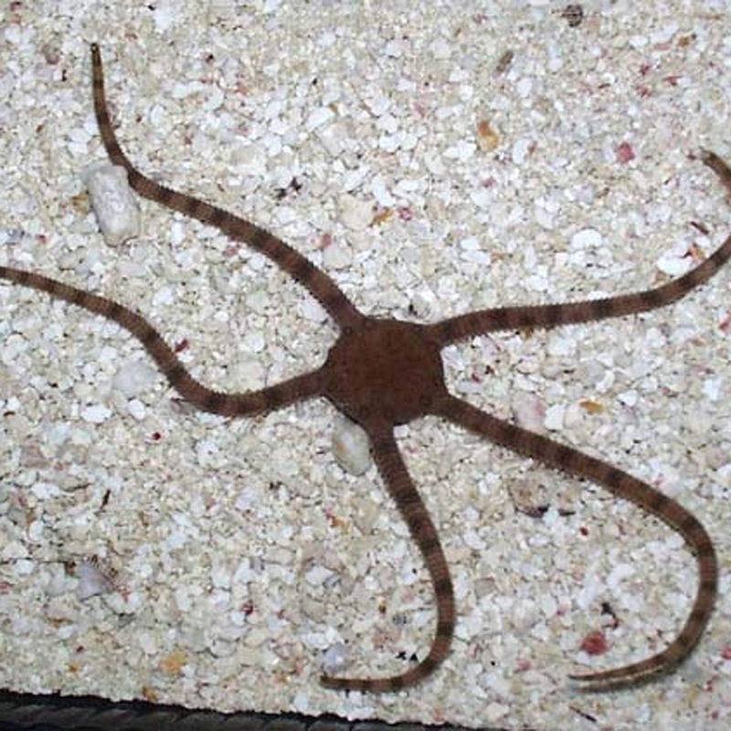 Serpent Star