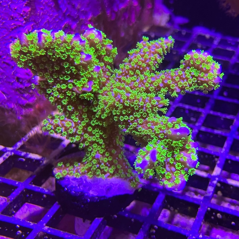 Tubbs Stellata Montipora