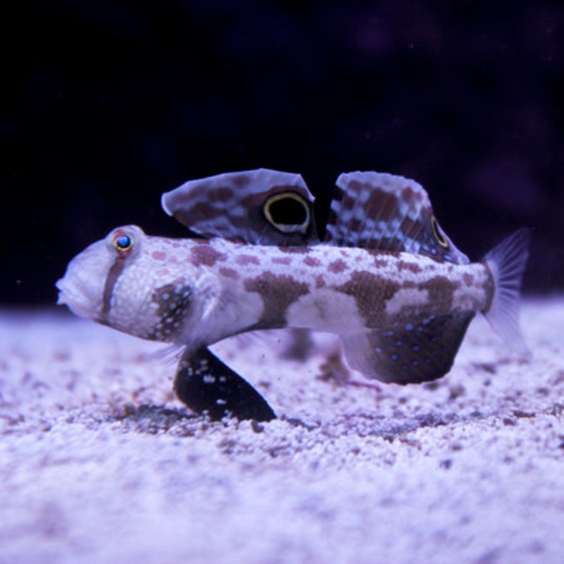Twinspot Goby