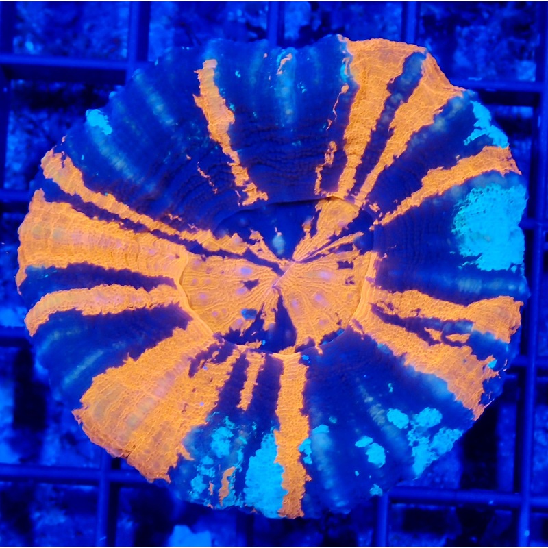 War Paint Scolymia