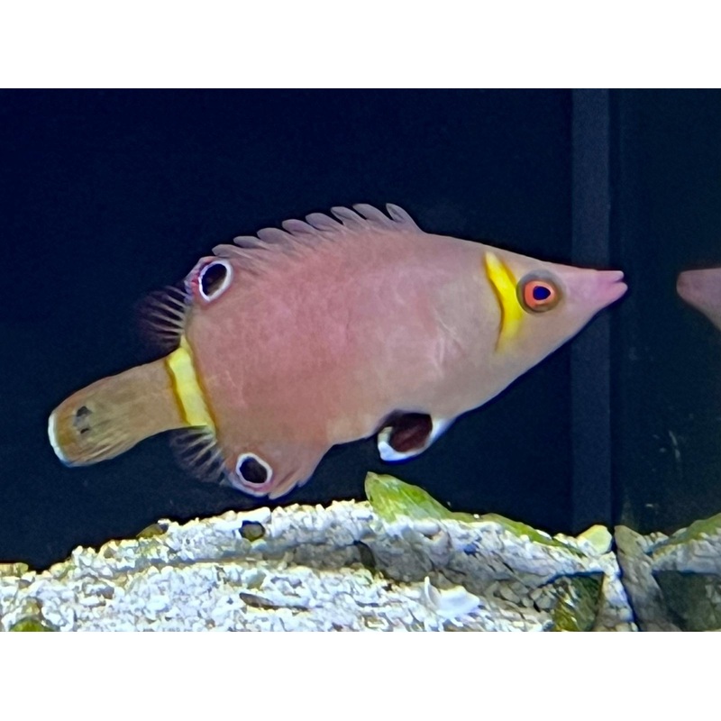 Yellow Banded Possum Wrasse