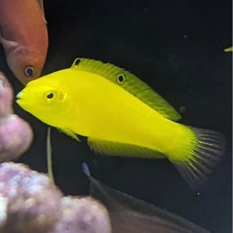 Yellow Coris Wrasse