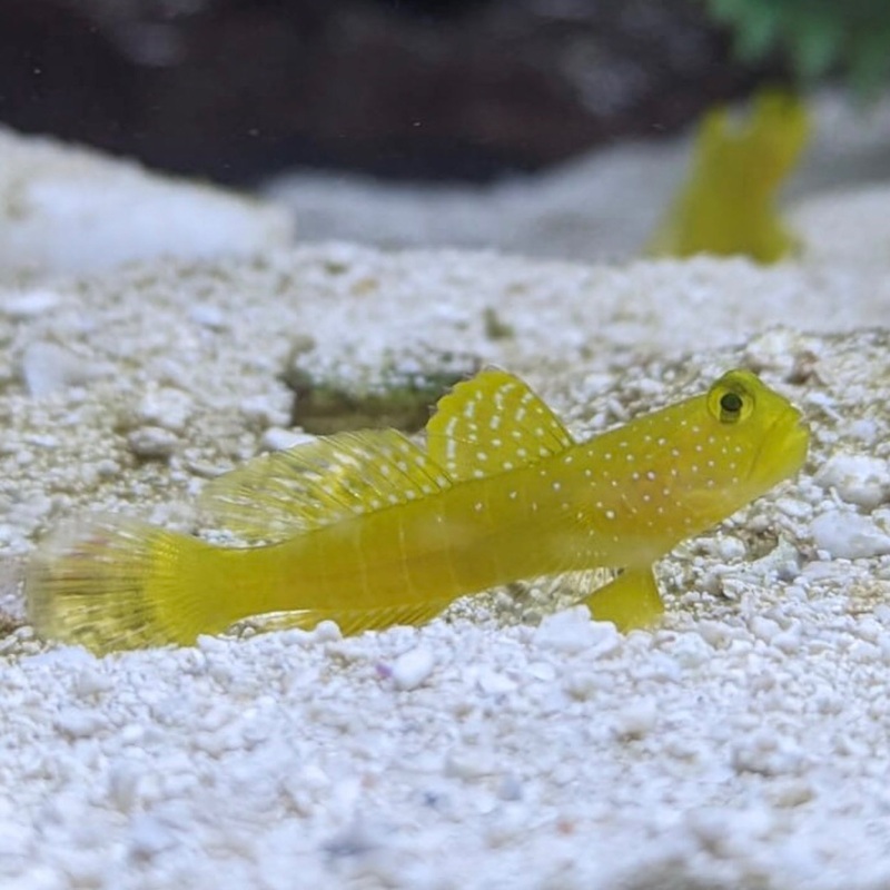 Yellow Watchman Goby