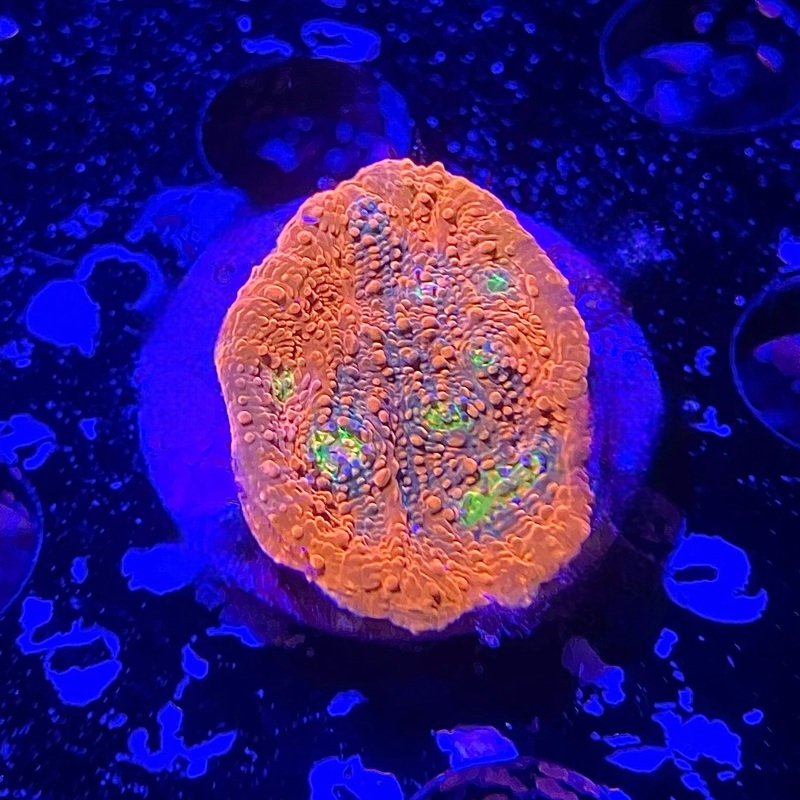 ACI Crazy Eye Chalice