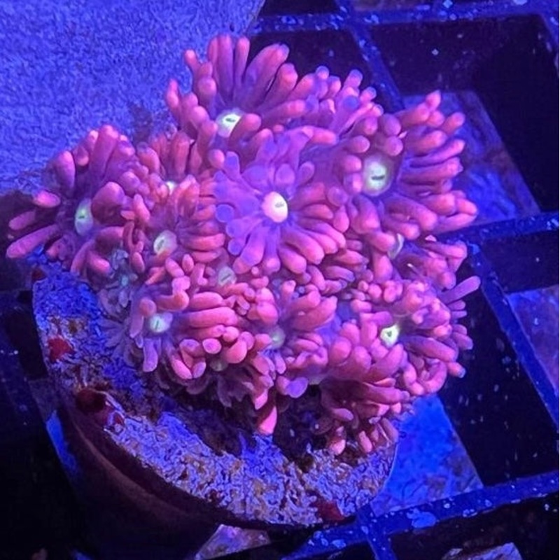 ACI Dragon's Breath Goniopora