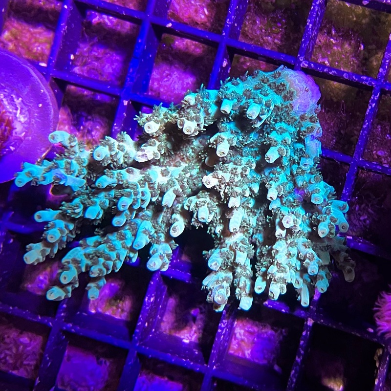 ACI Martian Manhunter Acropora