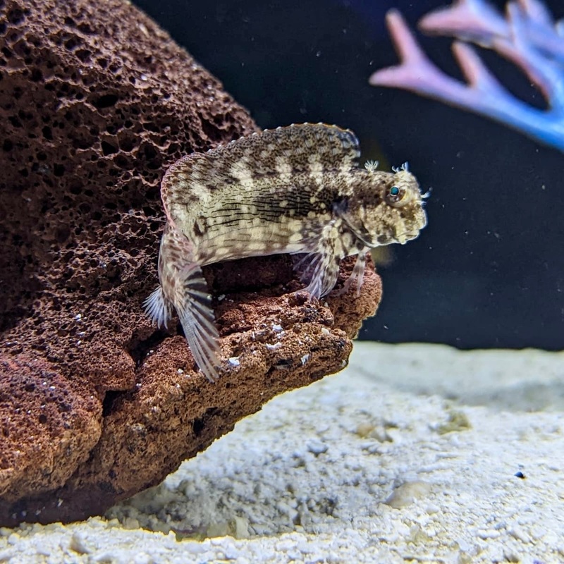 Algae Blenny