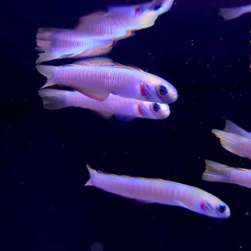 Bar Goby