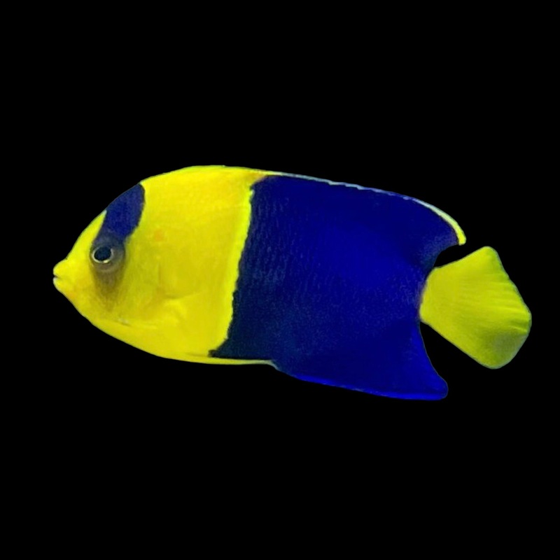 Bicolor Angel