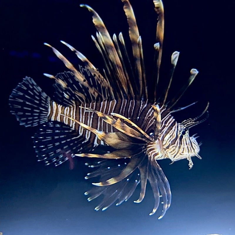 Black Volitan Lionfish (Venomous)