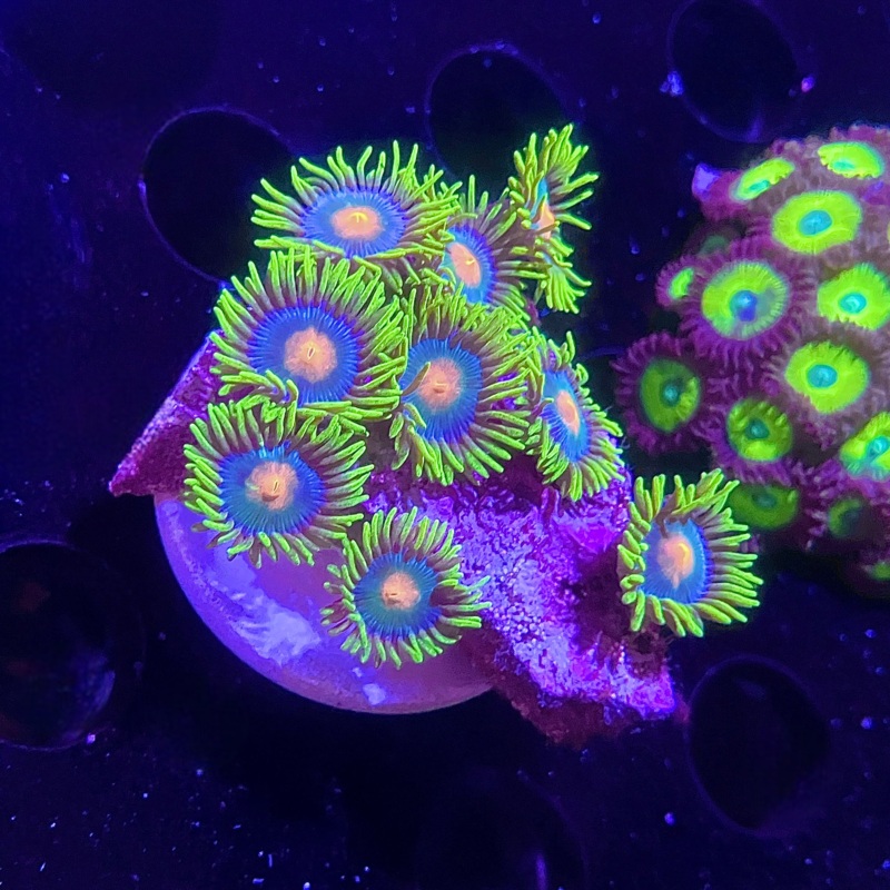 Blow Pops Zoanthid