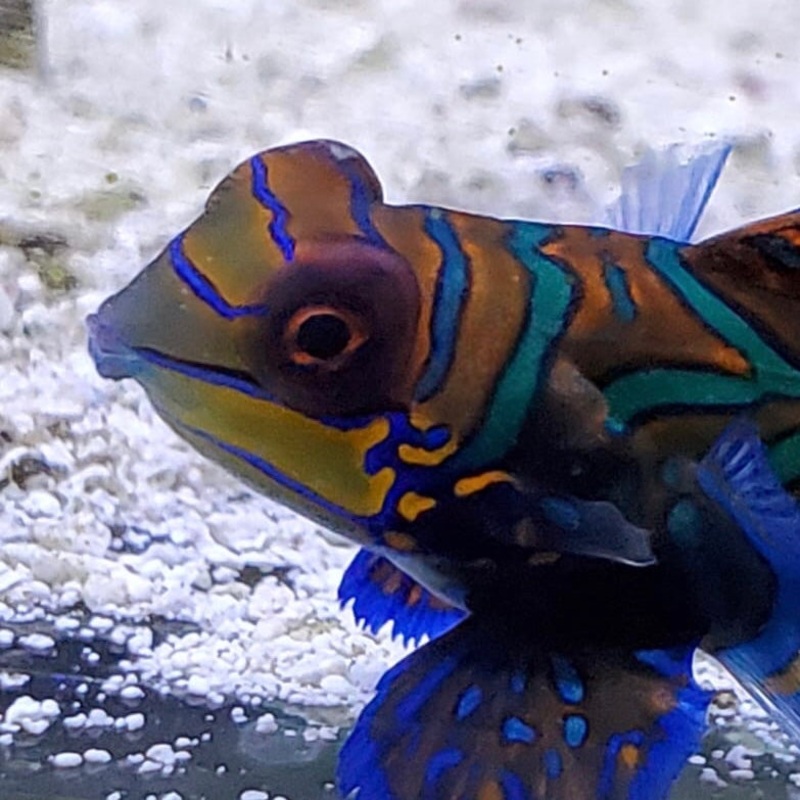 Blue/Green Mandarin