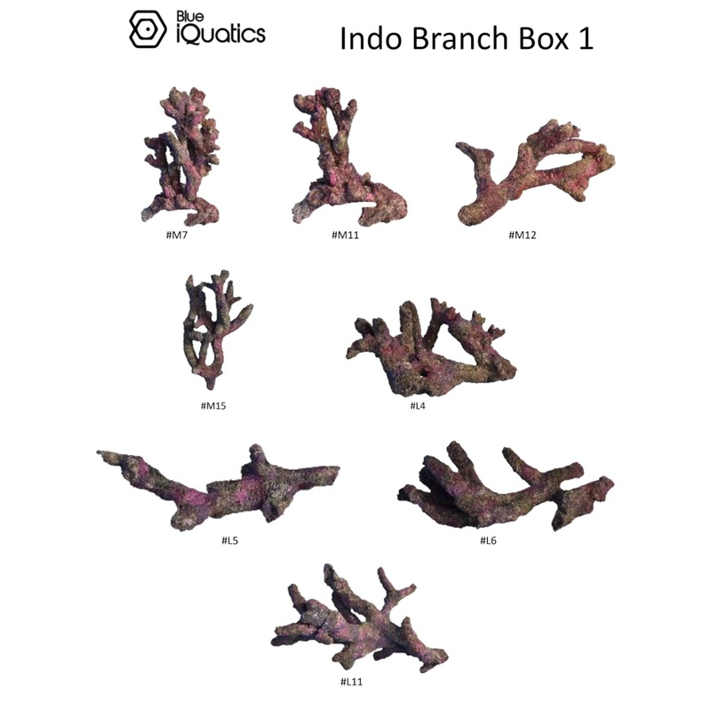 Blue iQuatics Indo Branch Replica Box 1 (8 pcs.)