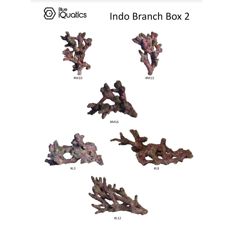 Blue iQuatics Indo Branch Replica Box 2 (6 pcs.)