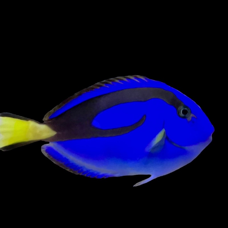 Blue Tang Med 2-2.5