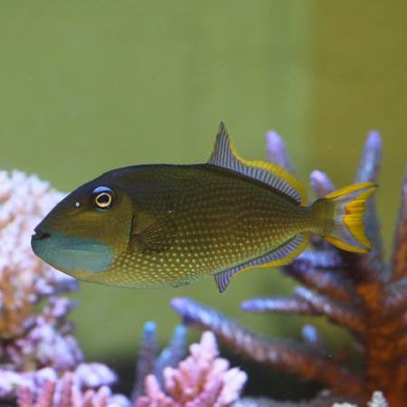 Blue Throat Trigger Male Sm/Md