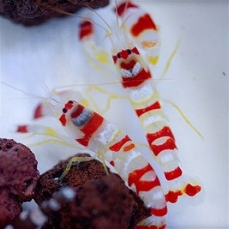 Candy Stripe Randall's Pistol Shrimp