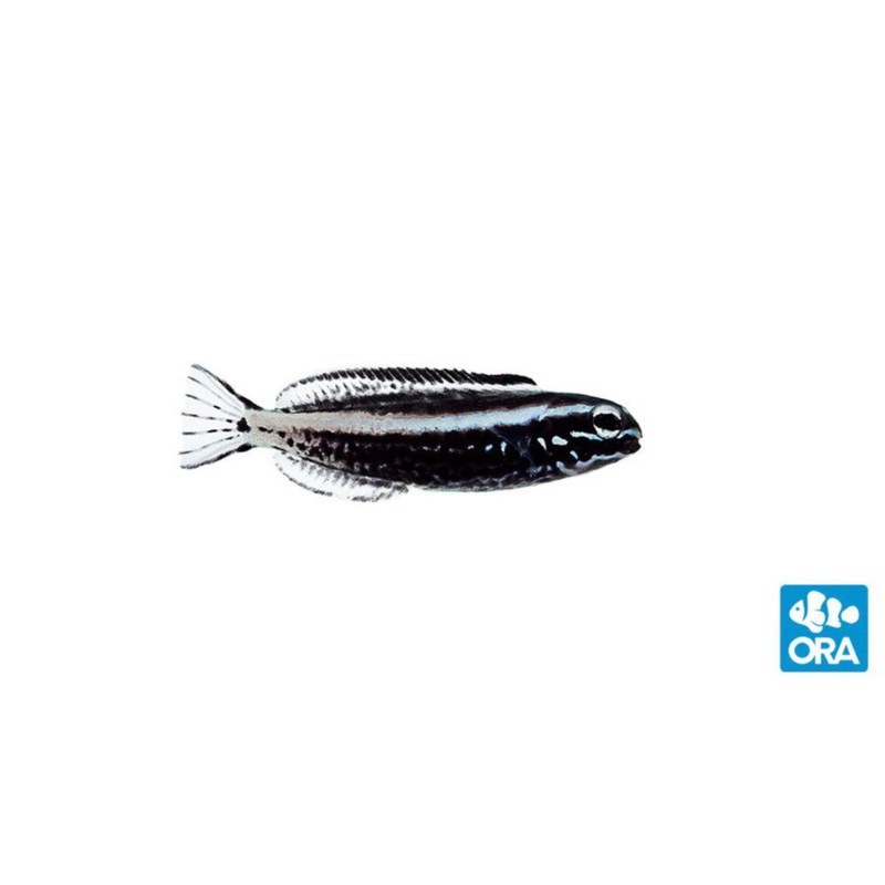 Captive Bred Kamohara Blenny - In-Store Pickup Only