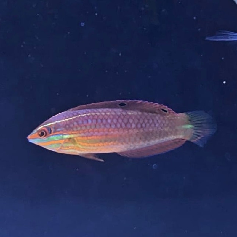 Christmas Wrasse
