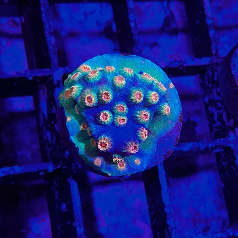ECC Candy Land Cyphastrea