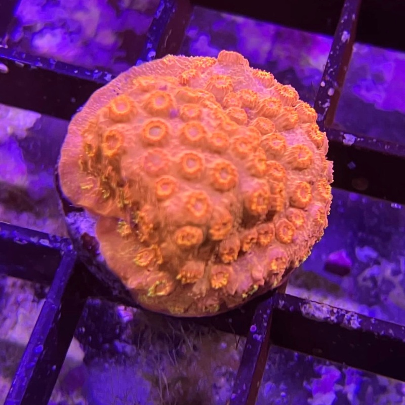 ECC Copper Tone Cyphastrea