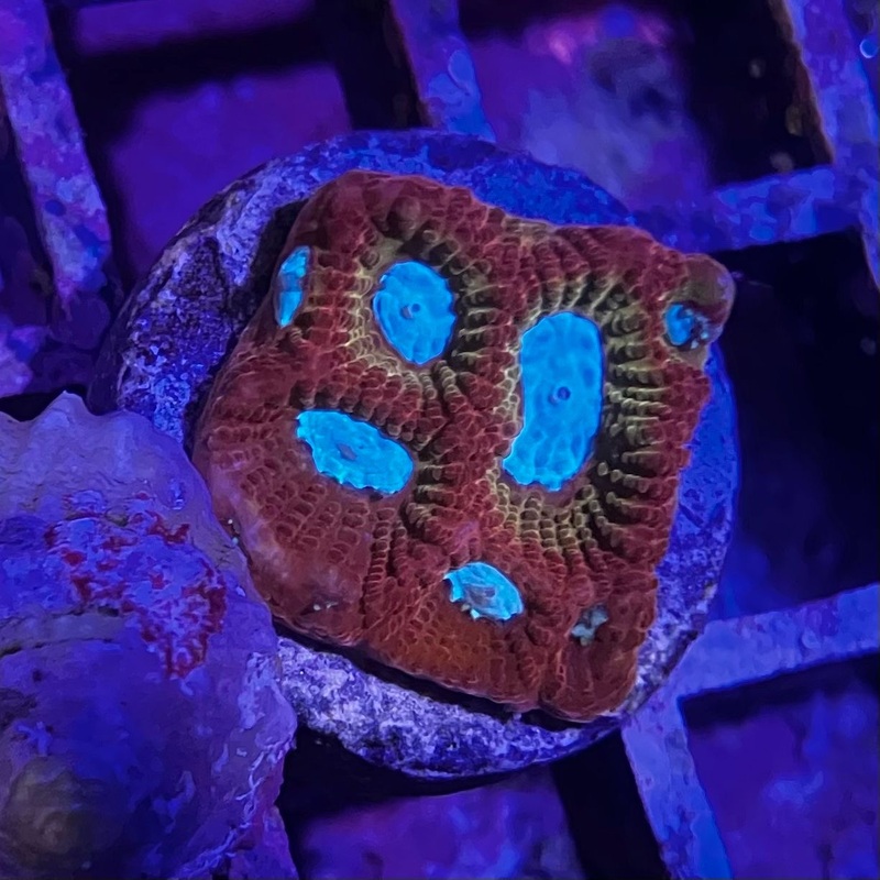 ECC Magma Frost Favia
